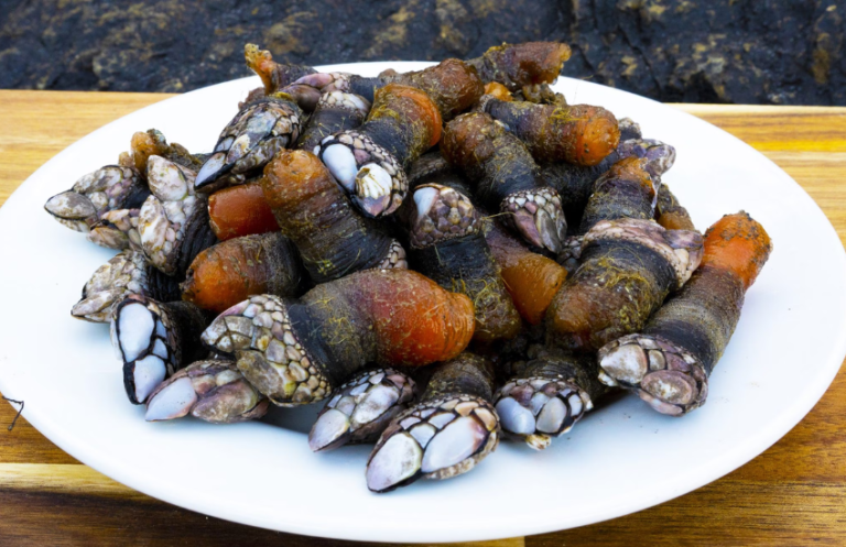 Percebes