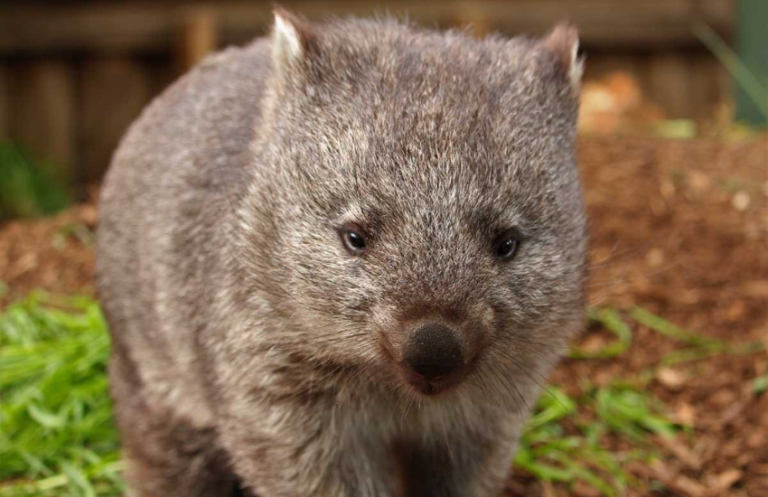 Wombat