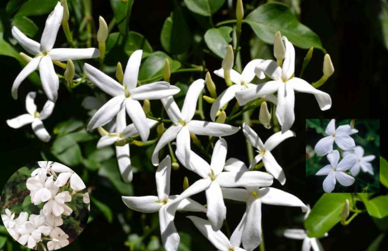 El jazmín es una planta que ha cautivado a la humanidad durante siglos con su delicada belleza y su exquisita fragancia. Originaria de las regiones tropicales y subtropicales, esta planta ha sido valorada no solo por sus flores blancas o amarillas, sino también por sus propiedades medicinales, cosméticas y aromáticas. Desde la antigüedad, el jazmín ha sido sinónimo de pureza, amor y espiritualidad. Conocido por su uso en perfumería, tés, y hasta en la aromaterapia, el jazmín es mucho más que una simple planta ornamental. Perfil del Jazmín: Información esencial Nombre común Jazmín (Jasminum) Familia Oleáceas Origen Regiones tropicales y subtropicales Variedades comunes Jazmín chino, jazmín de Madagascar, falso jazmín Usos principales Perfumería, tés, ornamentación, aceites esenciales Floración Primavera y verano Fragancia Dulce, intensa y exótica Beneficios Relajante, afrodisíaco, ayuda en la ansiedad y el insomnio El origen y las variedades del jazmín El jazmín pertenece a la familia de las Oleáceas, que incluye alrededor de 200 especies. Aunque se asocia principalmente con climas cálidos, su capacidad para adaptarse a diferentes ambientes lo ha llevado a florecer en muchas partes del mundo. Las variedades más conocidas incluyen el jazmín chino, el jazmín de Madagascar y el llamado falso jazmín. Jazmín chino (Jasminum polyanthum): Esta variedad es famosa por sus abundantes flores blancas que llenan el aire de una fragancia penetrante durante la primavera. Originario de China, se utiliza a menudo en jardinería para decorar pérgolas y muros gracias a su crecimiento rápido y trepador. Jazmín de Madagascar (Stephanotis floribunda): A pesar de no pertenecer al género Jasminum, se le llama comúnmente jazmín por su aroma similar. Es una planta muy apreciada en la decoración de interiores y bodas, y sus flores blancas simbolizan la pureza y el amor eterno. Falso jazmín (Trachelospermum jasminoides): Aunque técnicamente no es un jazmín verdadero, esta planta trepadora se asemeja mucho en su aspecto y fragancia. Su versatilidad y resistencia la han convertido en una opción popular para cubrir paredes o cercas, especialmente en climas templados. Cada una de estas variedades tiene sus particularidades en cuanto a forma, fragancia y usos, pero todas comparten una belleza excepcional que ha hecho del jazmín una de las plantas más queridas y cultivadas en todo el mundo. Cultivo y cuidados del jazmín Cultivar jazmín en casa no es una tarea difícil, siempre y cuando se sigan ciertos pasos clave para asegurar que la planta se mantenga sana y floreciente. El jazmín prefiere climas cálidos y suelos bien drenados, pero también puede adaptarse a climas más fríos si se le proporciona el cuidado adecuado. Luz solar: El jazmín necesita una exposición a la luz solar directa de al menos 4 a 6 horas al día. Aunque puede tolerar la sombra parcial, su floración será mucho más abundante si recibe suficiente luz. Riego: El suelo debe mantenerse húmedo, pero no encharcado. Un riego regular es esencial, especialmente durante la temporada de crecimiento, pero es importante dejar que el suelo se seque un poco entre riegos. Poda: El jazmín es una planta trepadora, por lo que requiere poda para mantener su forma y controlar su crecimiento. Además, una poda regular puede estimular una floración más abundante. Fertilización: Es recomendable aplicar fertilizantes ricos en fósforo y potasio durante la primavera y el verano, cuando la planta está en su fase de crecimiento activo. Esto ayudará a que las flores crezcan más fuertes y aromáticas. Gracias a su resistencia y versatilidad, el jazmín se puede cultivar tanto en interiores como en exteriores, lo que lo convierte en una planta ideal para cualquier hogar. Incluso los principiantes en jardinería pueden disfrutar de su presencia con un mínimo de cuidados. Usos del jazmín: Más allá de la ornamentación Aunque el jazmín es muy valorado por su belleza, su importancia va mucho más allá de ser una planta ornamental. Sus flores son la base de muchos productos cosméticos, tés y aceites esenciales. El aceite de jazmín es especialmente famoso en el mundo de la aromaterapia por sus propiedades relajantes y afrodisíacas. Perfumería: El jazmín ha sido un componente clave en la creación de perfumes durante siglos. Su fragancia dulce y exótica ha sido utilizada por grandes marcas de perfumería como base para muchos de los aromas más emblemáticos del mundo. Aromaterapia: El aceite esencial de jazmín se extrae de las flores y se utiliza en aromaterapia por sus efectos calmantes y relajantes. Se dice que ayuda a reducir la ansiedad, mejora el estado de ánimo y alivia el insomnio. Té de jazmín: Las flores de jazmín se utilizan también para aromatizar el té verde. Este té de jazmín es muy popular en China y otros países asiáticos, no solo por su delicioso sabor, sino también por sus beneficios para la salud, ya que se cree que ayuda a reducir el estrés y mejorar la digestión. Decoración y simbolismo: El jazmín también se utiliza en muchas culturas como símbolo de amor y pureza. En las bodas, por ejemplo, es común ver coronas o ramos de flores de jazmín que adornan a las novias. En países como India y Pakistán, las flores de jazmín se utilizan como ofrenda en ceremonias religiosas. La confusión con el arroz jazmín Aunque su nombre es similar, el arroz jazmín no tiene relación directa con la planta de jazmín. Este tipo de arroz es originario de Tailandia y se caracteriza por su fragancia suave y su textura esponjosa una vez cocido. El nombre "jazmín" se le da debido a su aroma floral cuando está cocinándose, lo que recuerda ligeramente a la fragancia del jazmín. El arroz jazmín es popular en la cocina tailandesa y vietnamita, y es ideal para acompañar platos con salsas debido a su capacidad de absorber líquidos sin perder su textura. Jazmin shop: Una opción para los amantes del jazmín Para quienes desean llevar la belleza y la fragancia del jazmín a sus hogares, las tiendas especializadas en plantas y flores ofrecen una amplia gama de opciones. En una jazmin shop, se pueden encontrar distintas variedades de esta planta, desde el jazmín chino hasta el falso jazmín, e incluso productos derivados como aceites esenciales, perfumes o tés de jazmín. Estas tiendas también suelen ofrecer asesoramiento sobre el cuidado y la poda del jazmín, así como recomendaciones sobre las mejores épocas para plantarlo o trasladarlo al exterior. Conclusión: El jazmín, una planta de belleza universal El jazmín es mucho más que una planta ornamental; es una verdadera joya de la naturaleza que ha cautivado a personas en todo el mundo por su fragancia, belleza y versatilidad. Desde su uso en perfumería y aromaterapia hasta su simbolismo en diferentes culturas, el jazmín es una planta que ha dejado una huella profunda en la historia de la humanidad. Ya sea que lo cultives en tu jardín, lo disfrutes en una taza de té o lo aprecies como parte de una fragancia, el jazmín siempre será un símbolo de belleza, serenidad y elegancia.